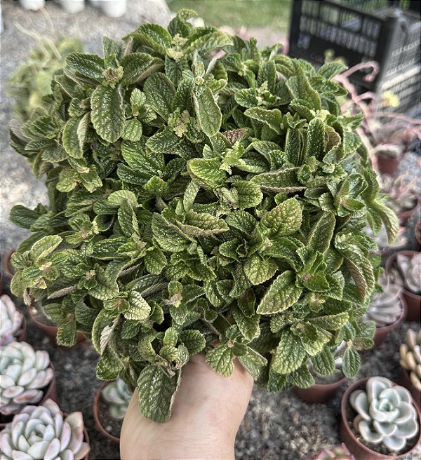PEPEROMIA ASA DE ANJO CUIA 13