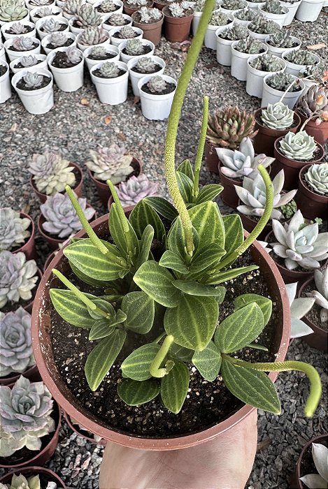 PEPEROMIA TETRAGONA CUIA 13