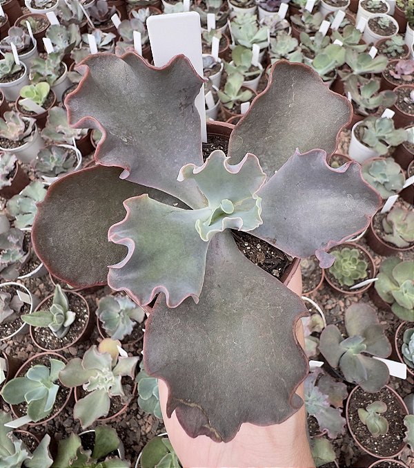 E. GIBB. TAMBORA POTE 9