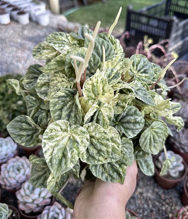 PEPEROMIA CAPERATA VAR. CUIA 13