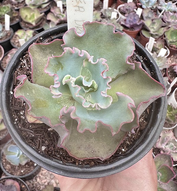 E. SEA DRAGON POTE 11