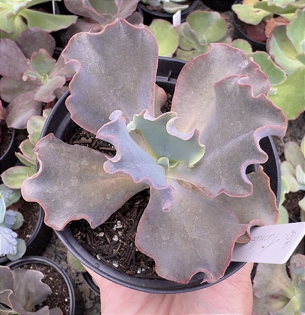 E. GIBB. TAMBORA POTE 11