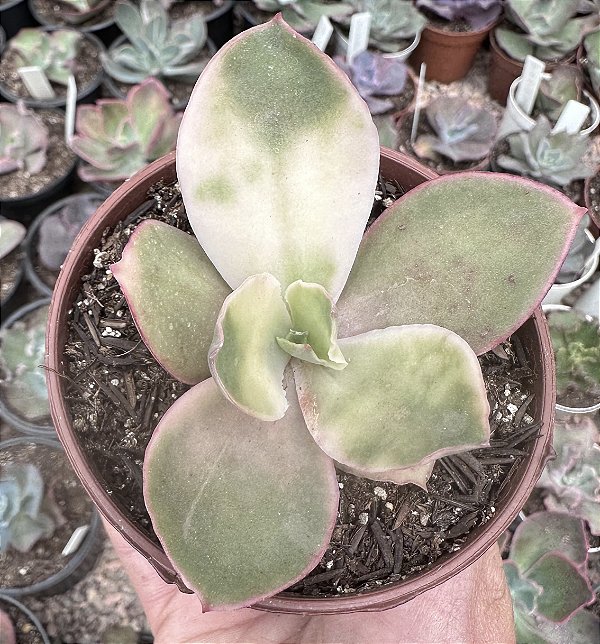 E. SWEET SNOW VAR. POTE 9