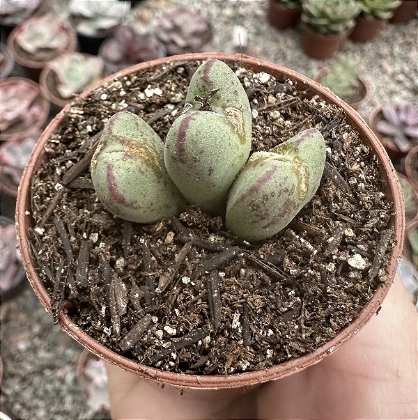 CONOPHYTUM BILOBUM POTE 6 (sem raiz)