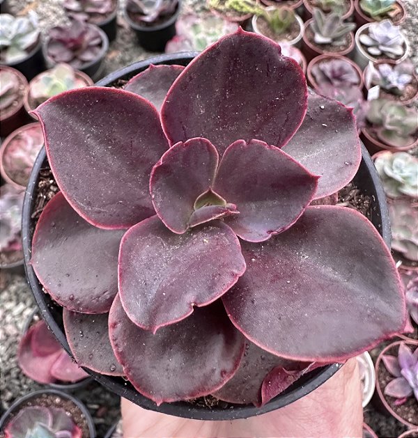 E. GIBB. MAHOGANY ROSE POTE 11