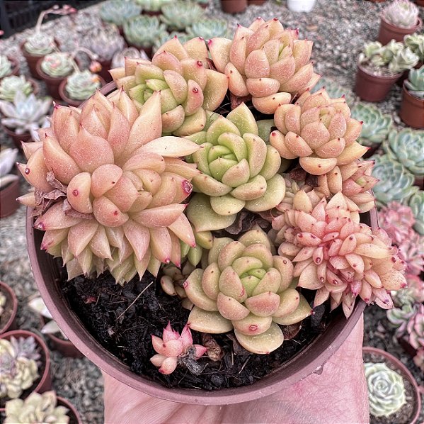 E. GILVA CRISTATA POTE 9