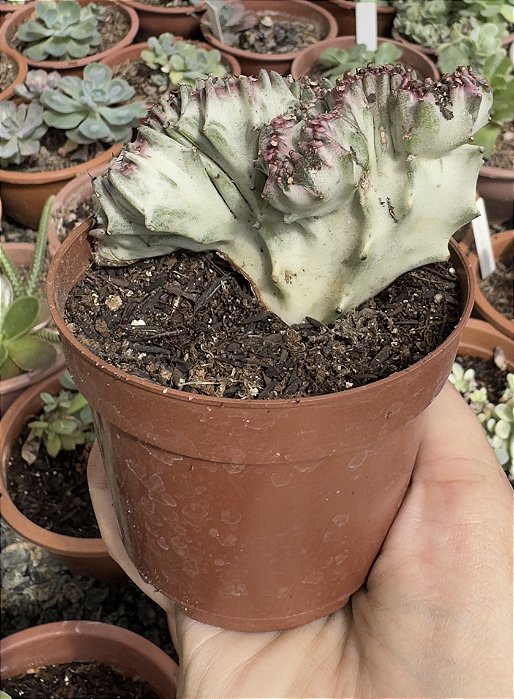 EUPHORBIA CRISTATA VAR. POTE 9