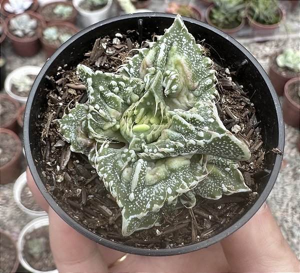 F. TUBERCULOSA POTE 6