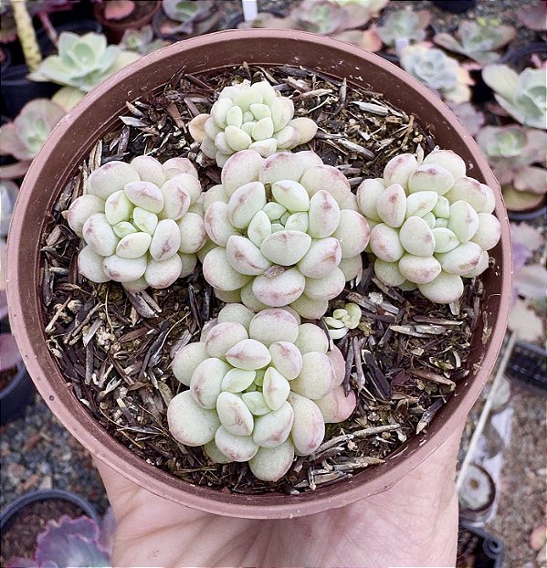 E. CUTE BEAN COLÔNIA POTE 9