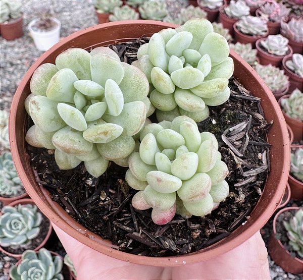 E. CUTE BEAN COLÔNIA POTE 9