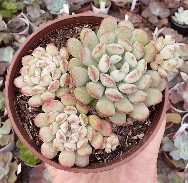 E. CUTE BEAN COLÔNIA POTE 9