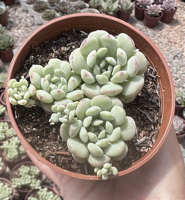 E. CUTE BEAN COLÔNIA POTE 9