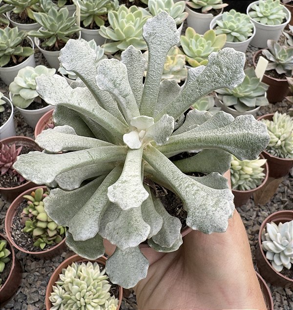 SENECIO SCAPOSUS VAR. ADOENSIS POTE 9