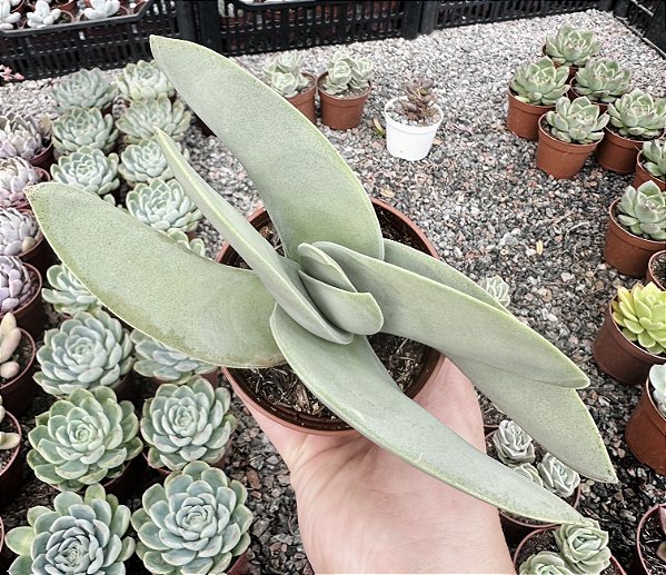 C. FALCATA VAR. PERFOLIATA POTE 9