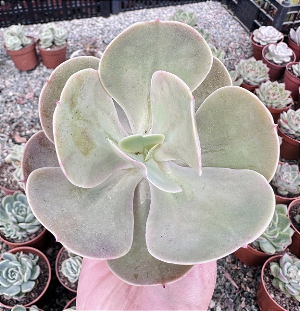 E. PERUVIAN ROSE POTE 9