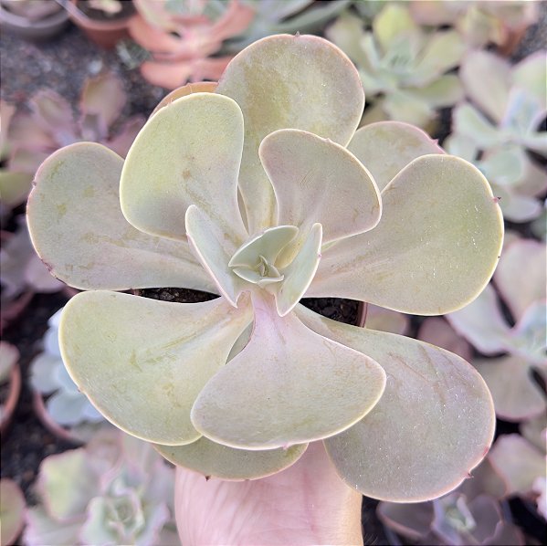 E. PERUVIAN ROSE POTE 9