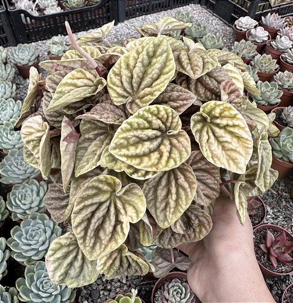 PEPEROMIA CAPERATA BRONZE CUIA 13