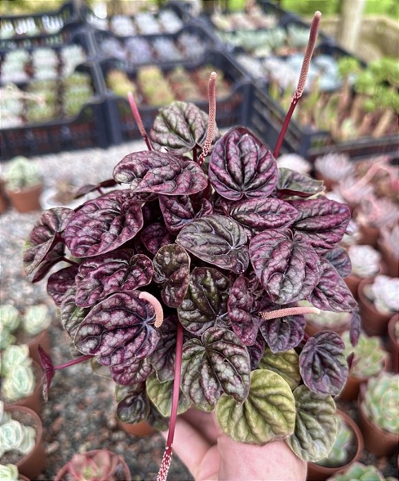 PEPEROMIA CAPERATA ROXA CUIA 13