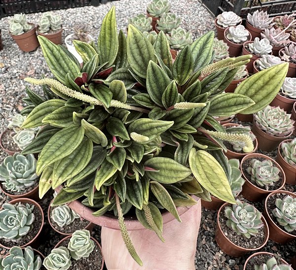 MINI PEPEROMIA BRONZE CUIA 13