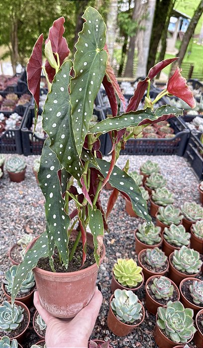 BEGÔNIA MACULATA POTE 15