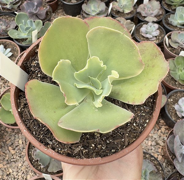 E. GIBB. BLONDIE CUIA 13