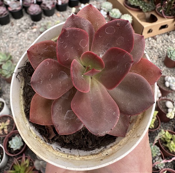 E. AUTUMN FLAME POTE 9
