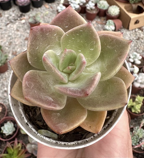 E. GREEN LADY POTE 9