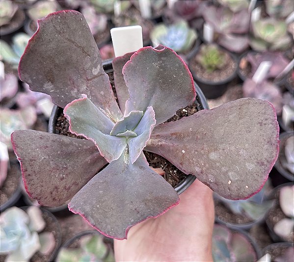 E. GIBB. MOMORDICA CHARANTIA POTE 11