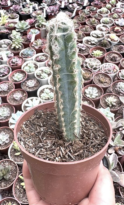 CACTO AZUL (POUCA RAIZ) POTE 9