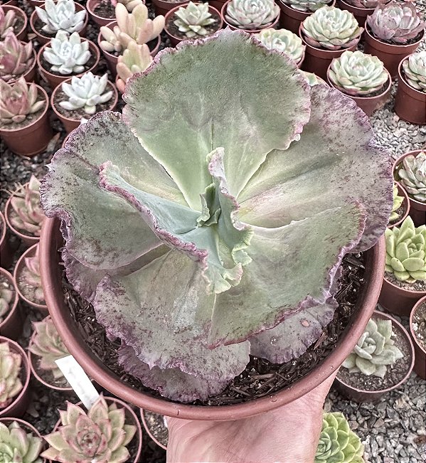 E. KAVARADOSSI POTE 9