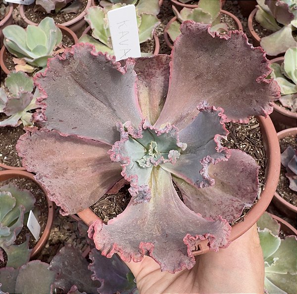 E. KAVARADOSSI POTE 11