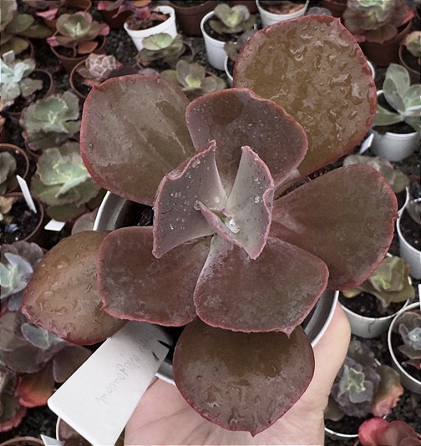 E. GIBB. MOMORDICA CHARANTIA POTE 9