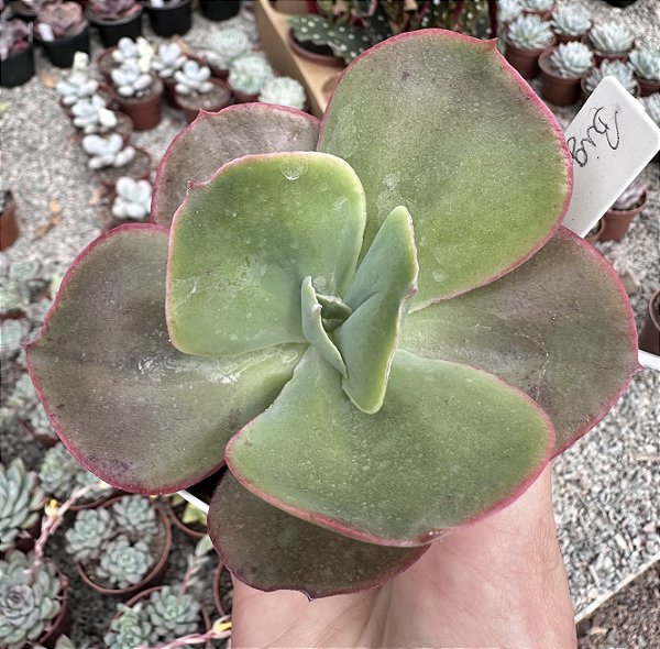 E. GIBB. BIG RED FRANCESA POTE 9