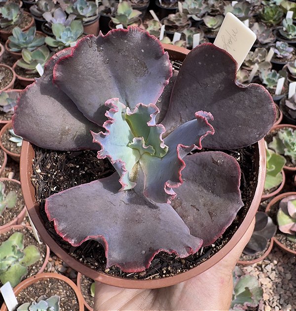 E. GIBB. MOJAVE CUIA 13