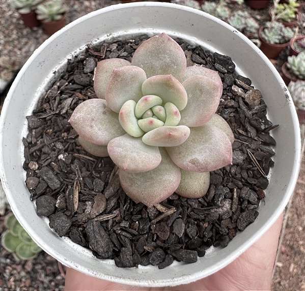 E. ARIEL POTE 9