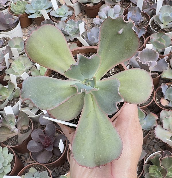 E. GIBB. ZIPHORA POTE 9