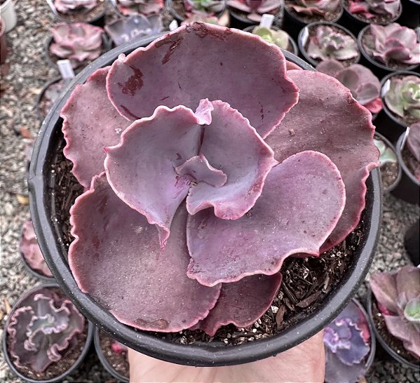 E. GIBB. RED PLANET POTE 11