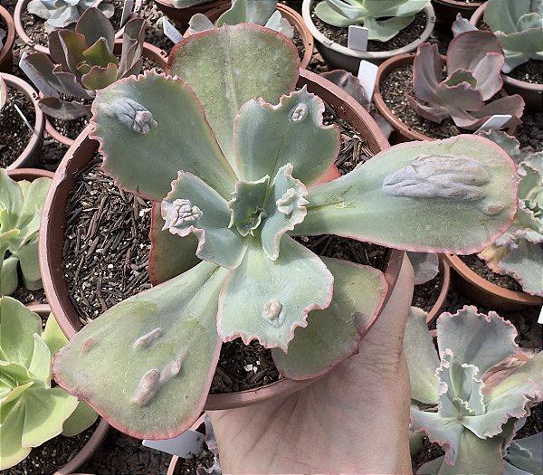 E. GIBB. ZIPHORA CUIA 13