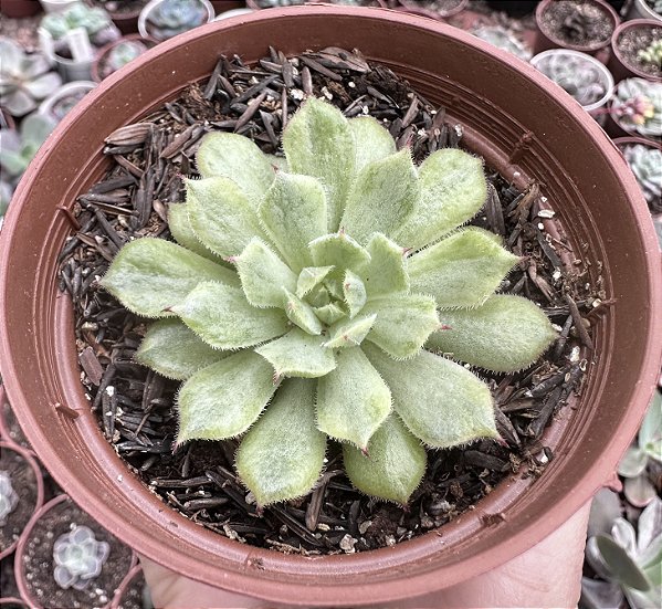 E. ROSALINDA VAR. POTE 9