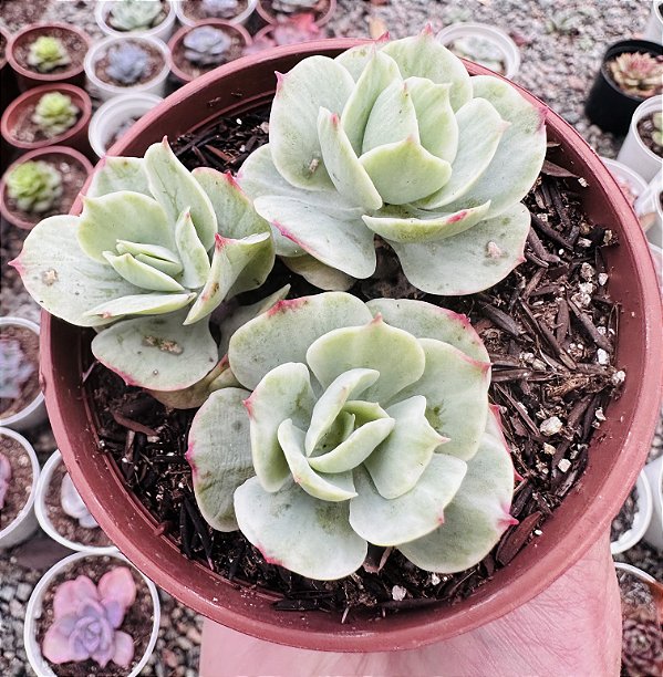 E. MOMOCA COLÔNIA POTE 9