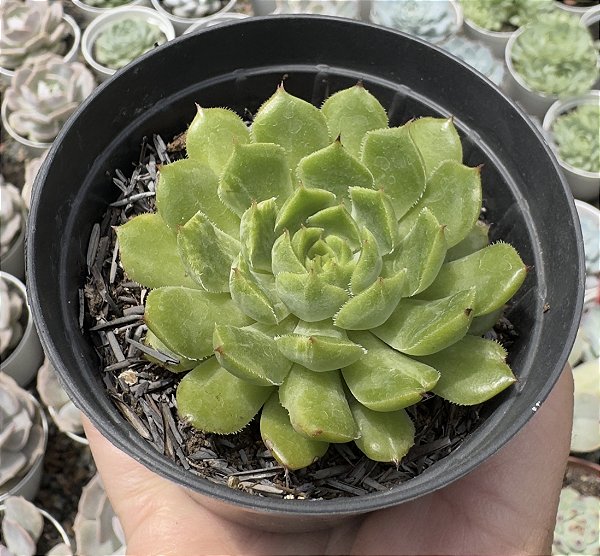 E. ROSALINDA POTE 9