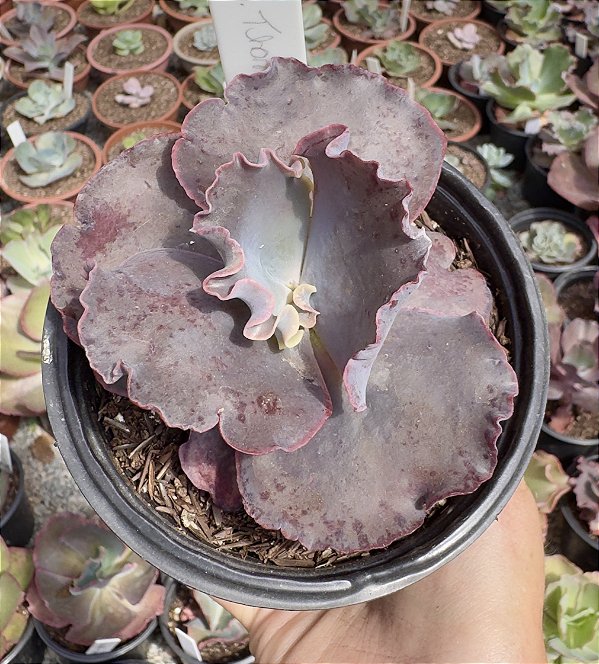 E. GIBB. THANOS POTE 11