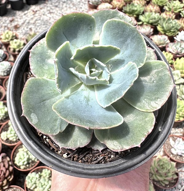 E. GIBB. TAHITII POTE 11