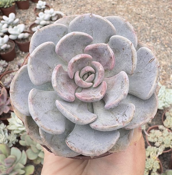 E. CUBIC PAGODA POTE 9