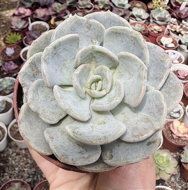 E. CUBIC PAGODA POTE 9