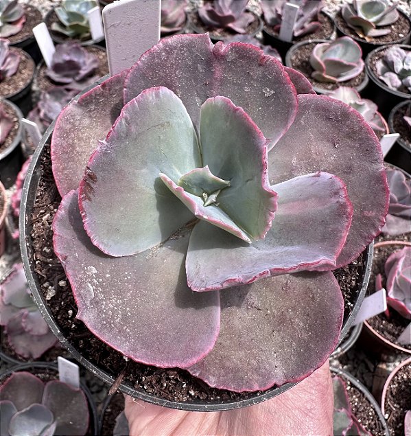 E. GIBB. CRISONTIDE POTE 11(pouca raiz)