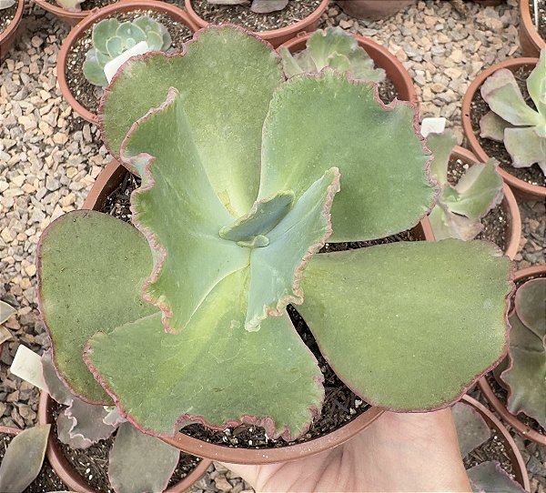 E. GIBB. HARRY BUTTERFIELD CUIA 13