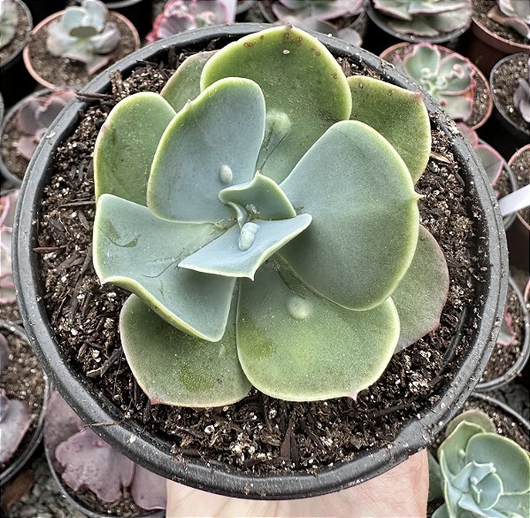 E. GIBB. PAPAGENO POTE 11 (Pouca raiz)