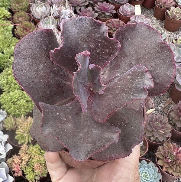 E. GIBB. TIBOUCHINA POTE 9