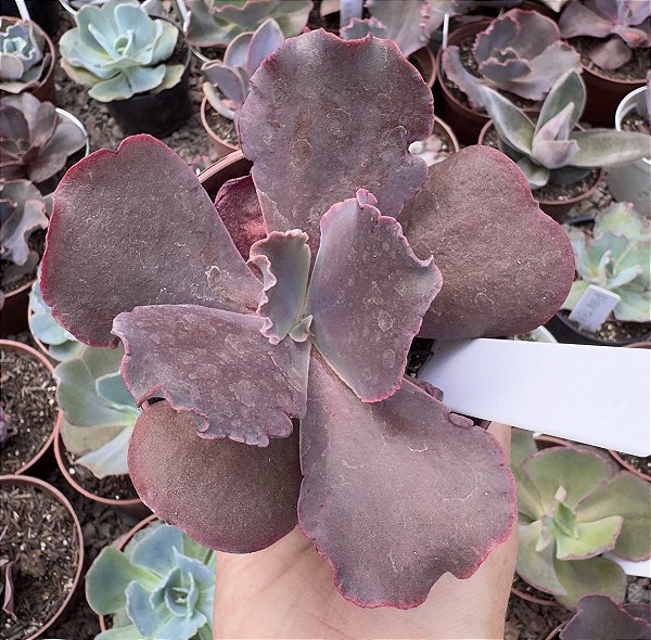 E. GIBB. TIBOUCHINA POTE 11